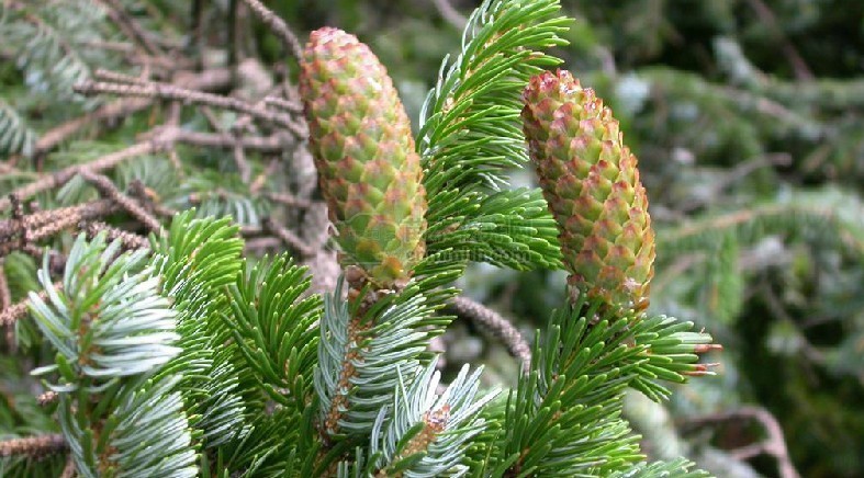 卵果鱼鳞云杉(植物)