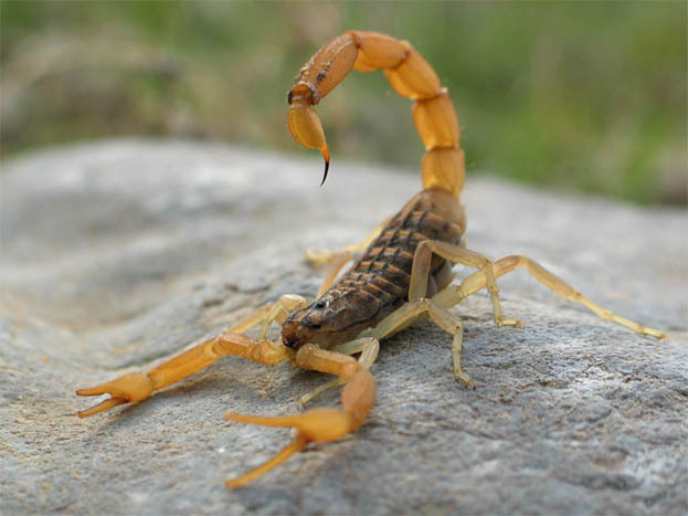 地中海黄蝎动物