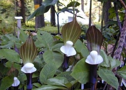 全缘灯台莲(原变种)(植物)