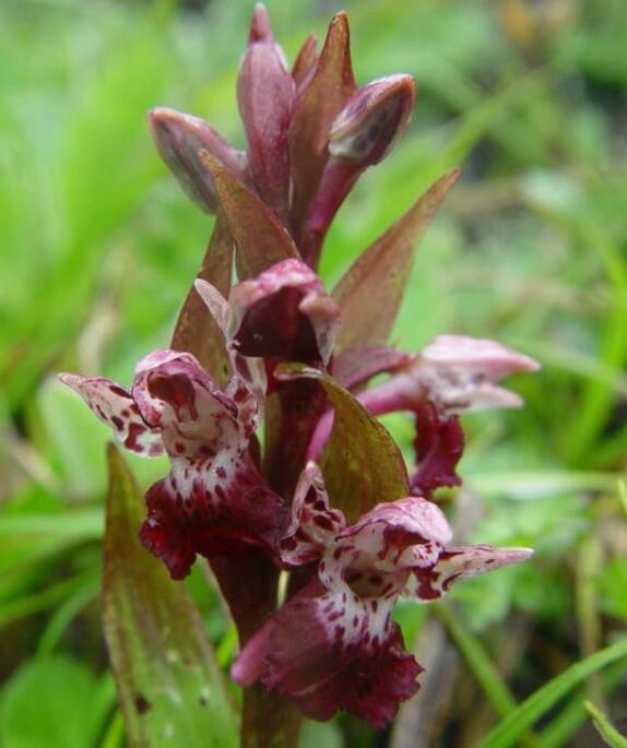 斑唇红门兰 (植物)