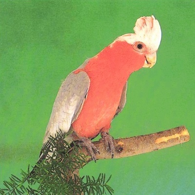 玫瑰葵花鹦鹉(动物)