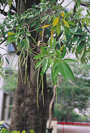 阿斯匹林树(植物)