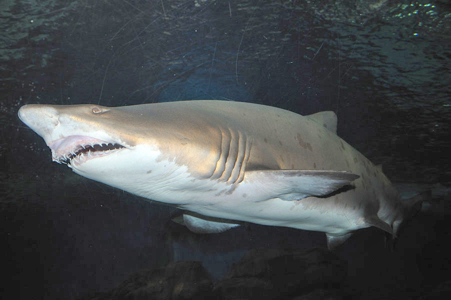 白点虎鲨 (生物进化论)