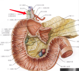 十二指肠悬韧带(器官)