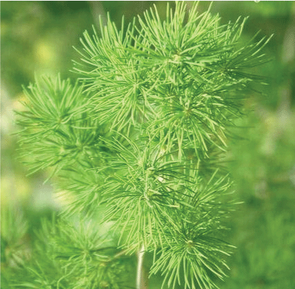 【裸子植物】领域_百科_技点网