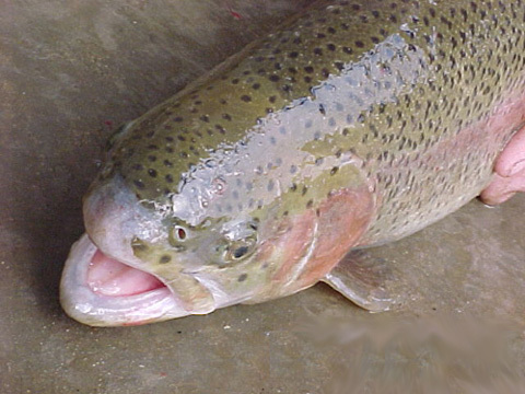 吉尔大麻哈鱼 (动物)