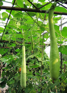 (植物)瓠子(拼音:hù zi),别名:甘瓠,甜瓠,瓠瓜,净街槌,龙密瓜,天瓜