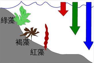 为褐藻硅藻,金藻及黄绿藻所含有的色素,参与光合作用的光化学系万Ⅱ