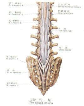 脊髓圆锥马尾图片