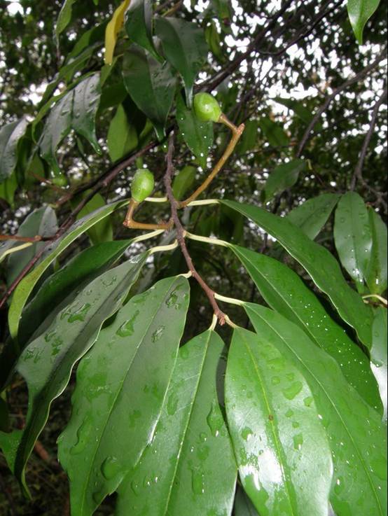 狹尖葉桂櫻(植物)