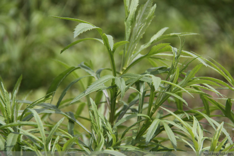 水蒿(植物)