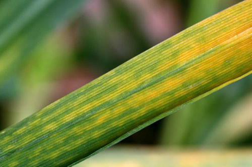 小麦花叶病毒病 (农学|症状)