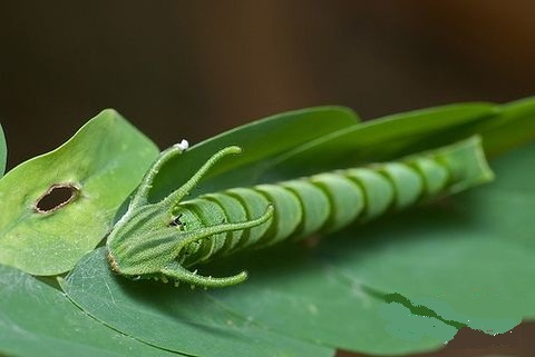 窄斑凤尾蛱蝶 (其他生物相关)
