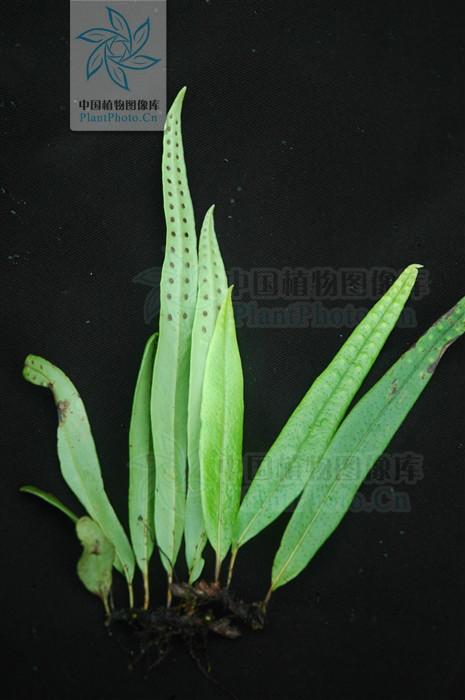 阔叶瓦韦(植物)