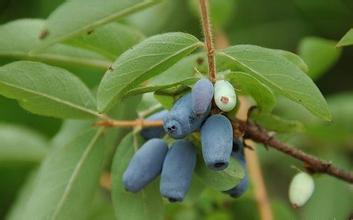 黑瞎子果 (植物)