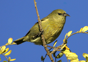 夏威夷绿雀(动物)_技点百科_技点网(动物)