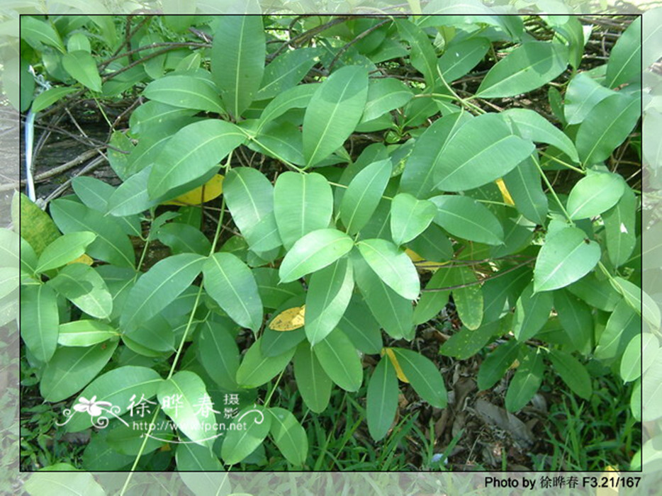 白漿藤,白馬連鞍,牛角藤,斷腸草)為蘿藦科白葉藤屬植物,木質藤本