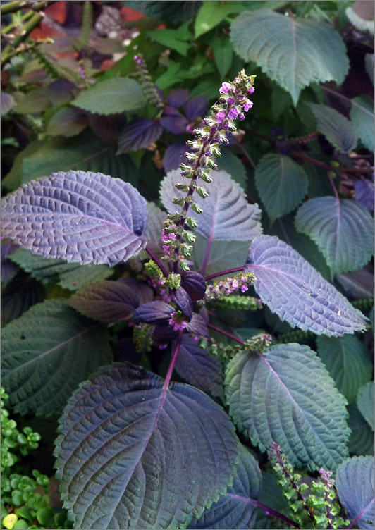 与紫苏相似的植物图片
