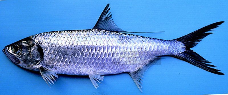 大眼海鲢 (动物)