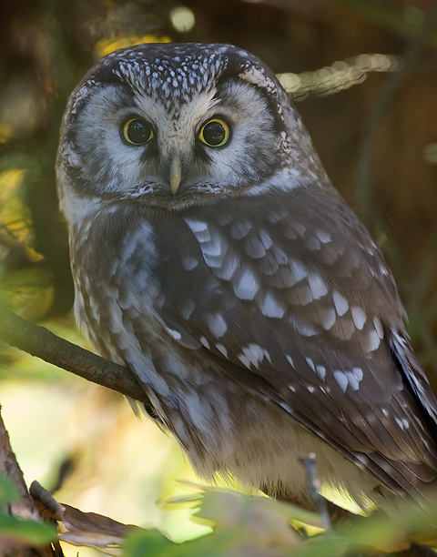 鬼鸮(动物)_技点百科_技点网(动物)
