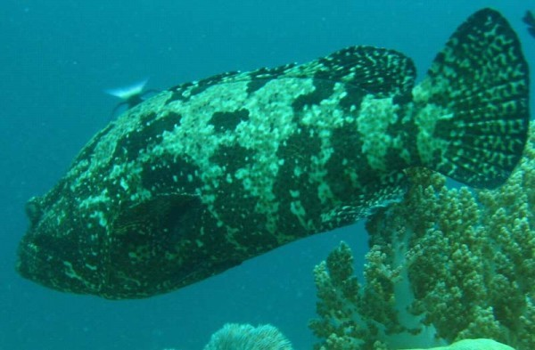 褐点石斑鱼 (其他生物相关)