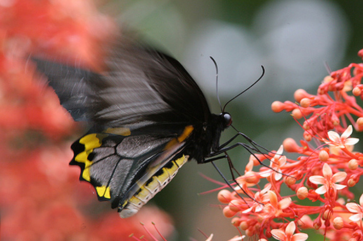 黄缘海滨裳凤蝶(动物)