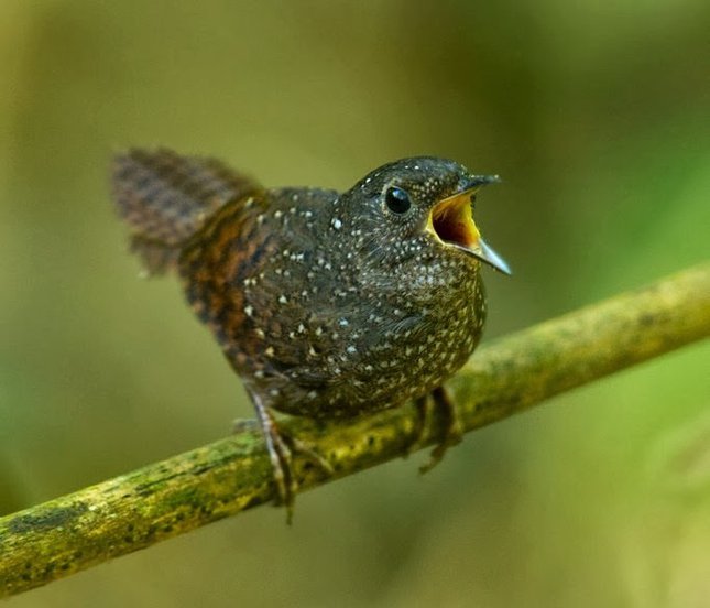 鹩鹛(动物)丽星鹩鹛(学名:spelaeornis formosus)为鹟科鹩鹛属的鸟类