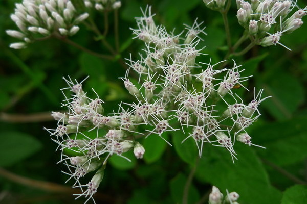 峨眉泽兰(植物)