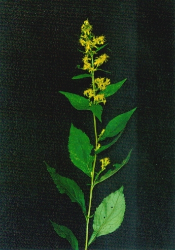 兴安一枝黄花 (植物)