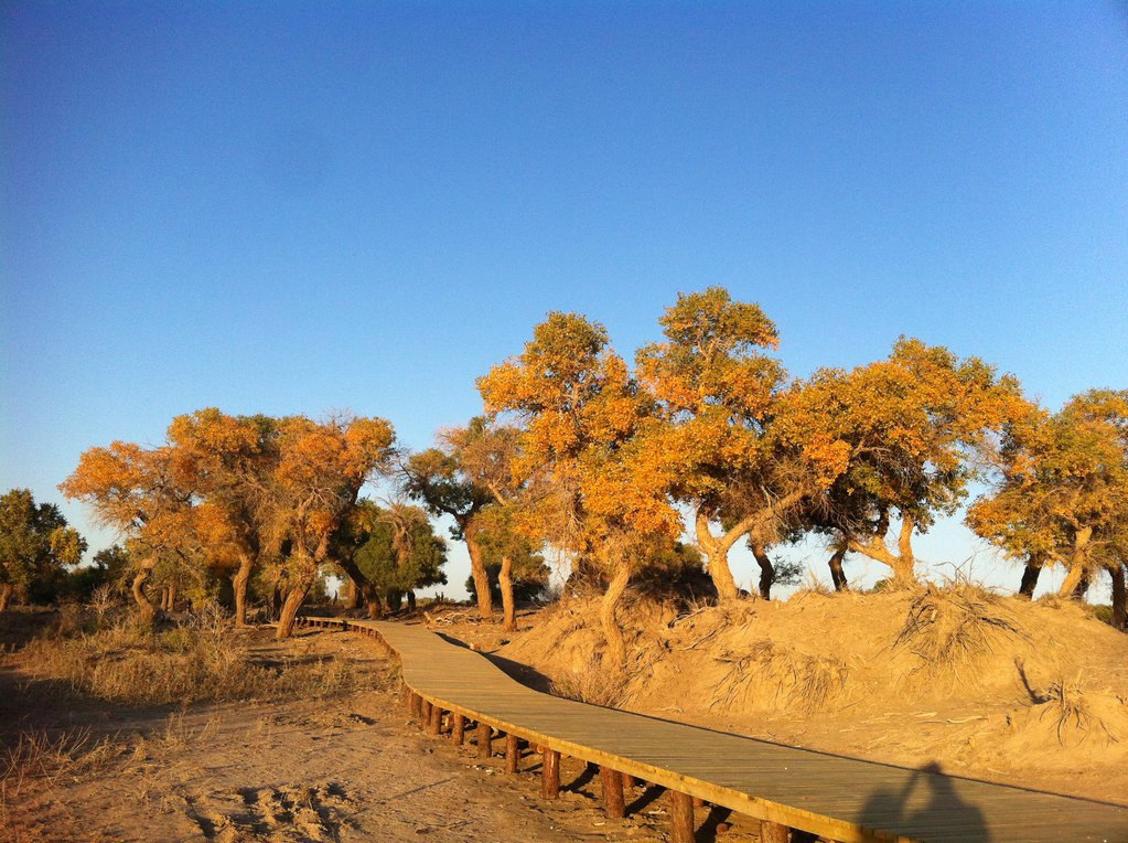 内蒙胡杨林(景点)