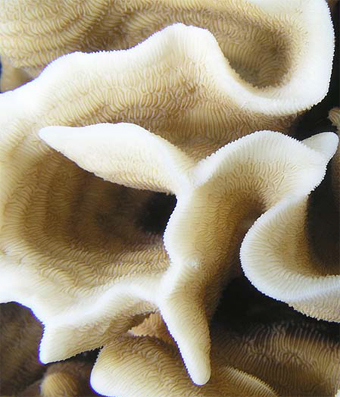 绣球雀屏珊瑚(其他生物相关)