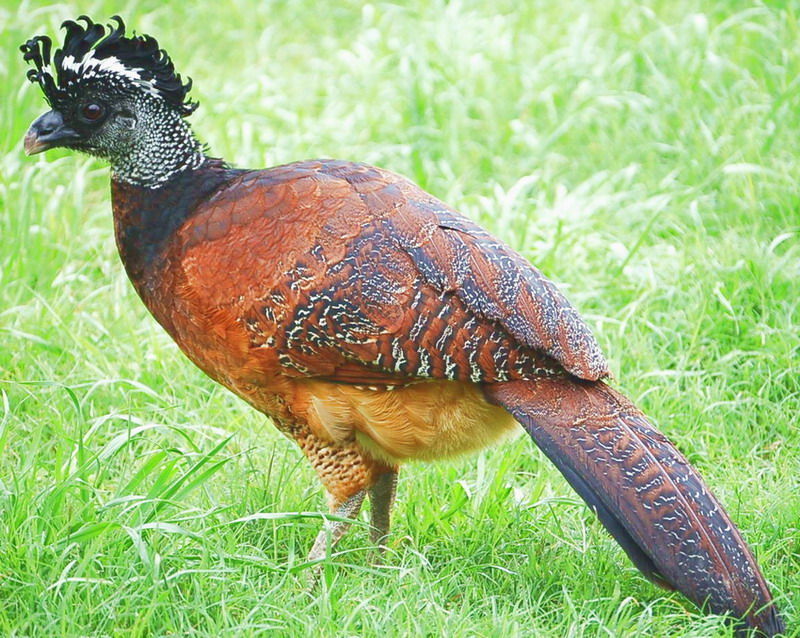 凤冠雉科 (动物)