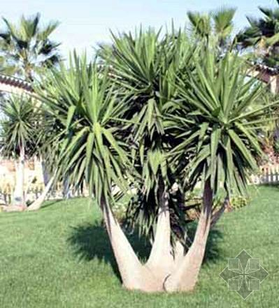 象脚丝兰 (植物)