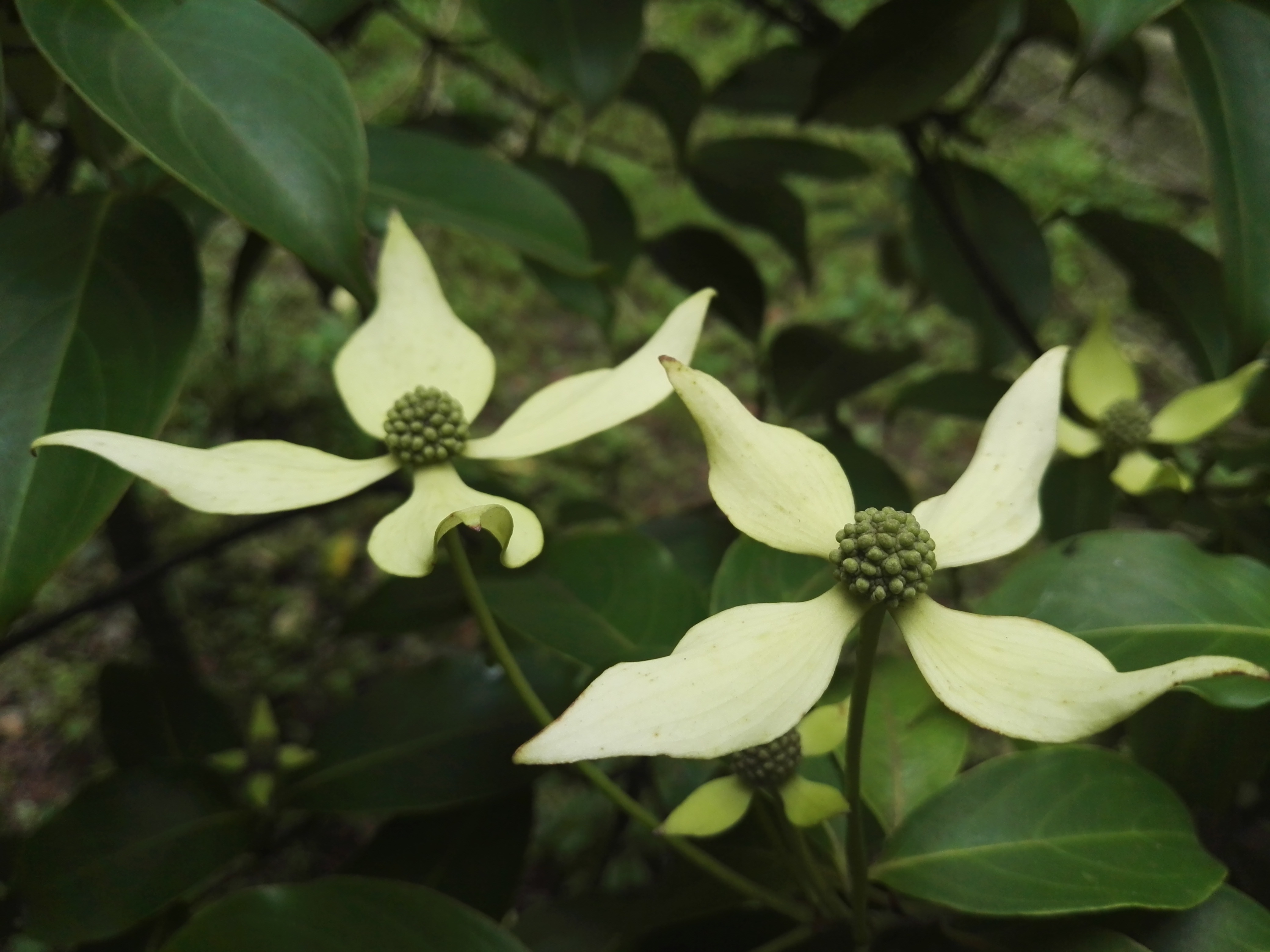 狭叶四照花植物