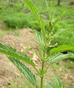 荨麻属 (植物)