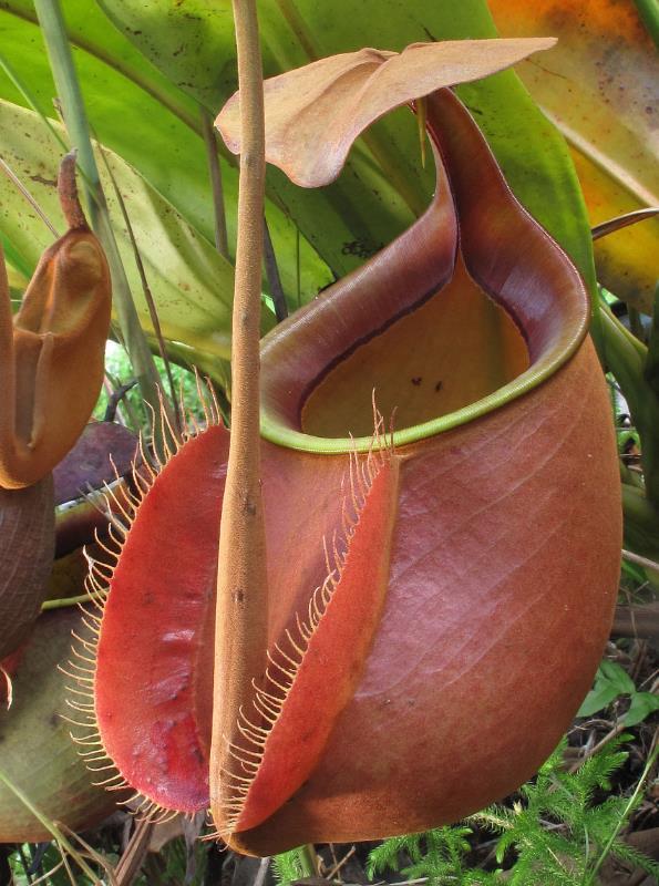 二齿猪笼草植物