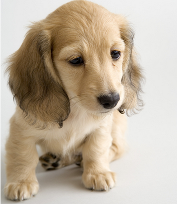 拉布拉多德利犬动物