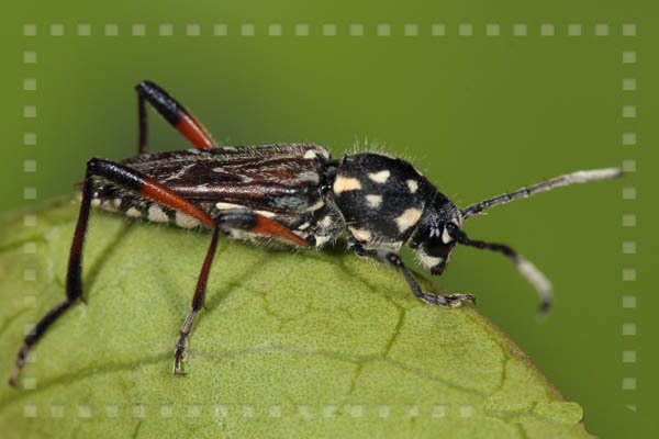 脊胸天牛其他生物相关