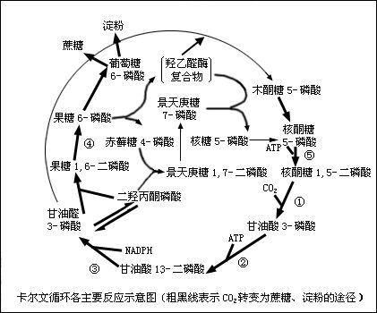 卡尔文循环_360百科