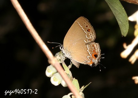 田中乌小灰蝶 (其他生物相关)