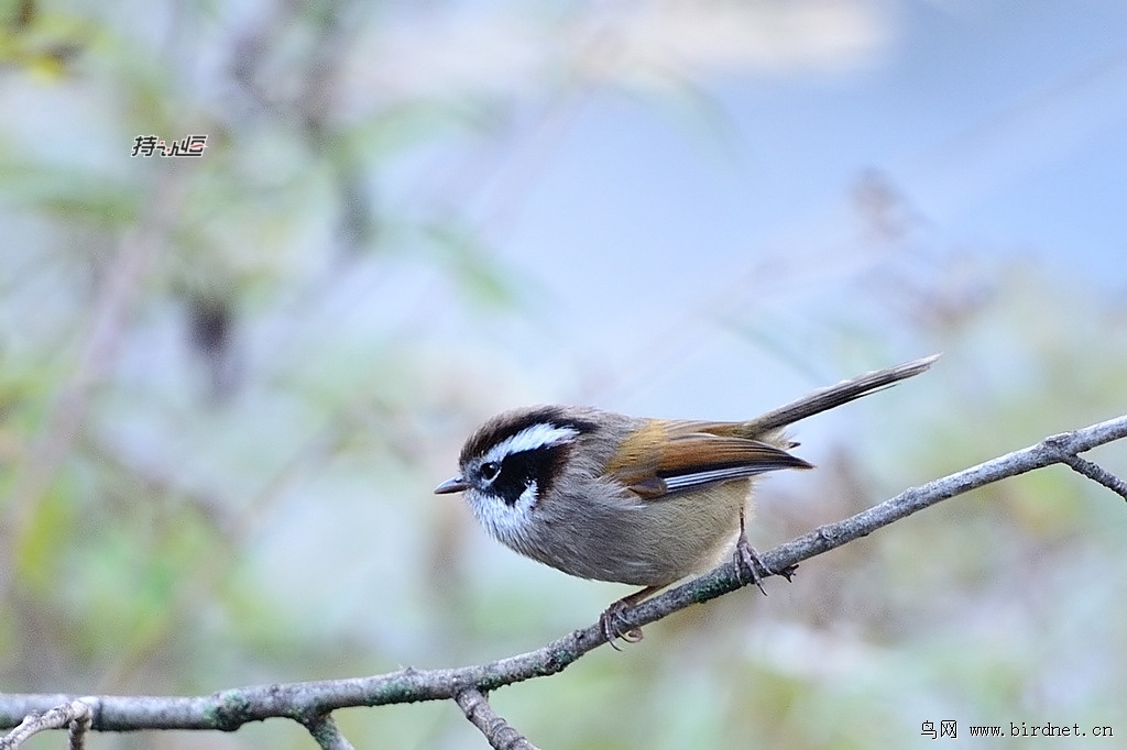 白眉弯嘴鹛动物
