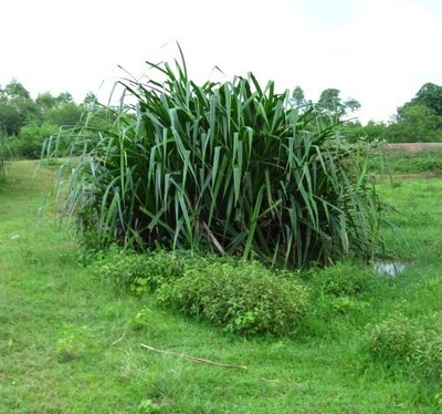 芦叶草 (植物)