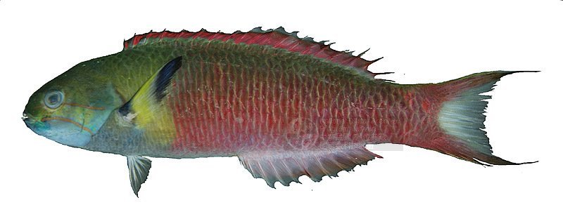 钝头锦鱼(动物)