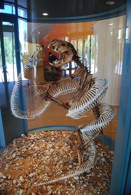 泰国巨蛇化石图片
