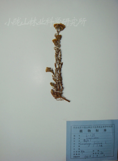 款冬属(植物)_技点百科