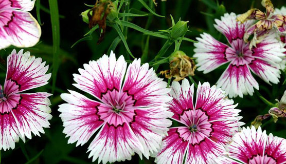 五寸石竹 (植物)