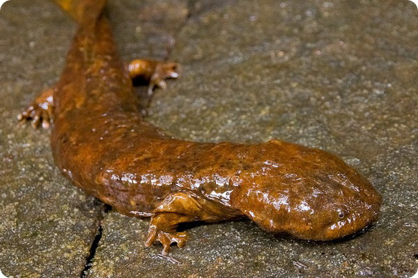 美国大鲵 (动物)