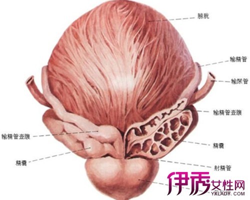 膀胱胀痛(疾病)