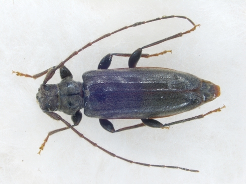 扁角脊花天牛(动物)头部在中部着生复眼处最宽,与前胸后缘等宽,向前