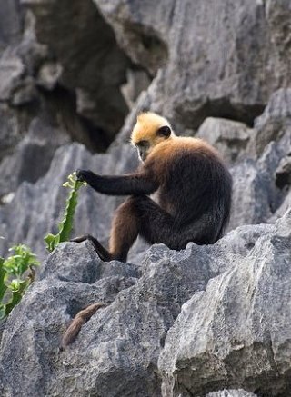 金头乌叶猴(动物)